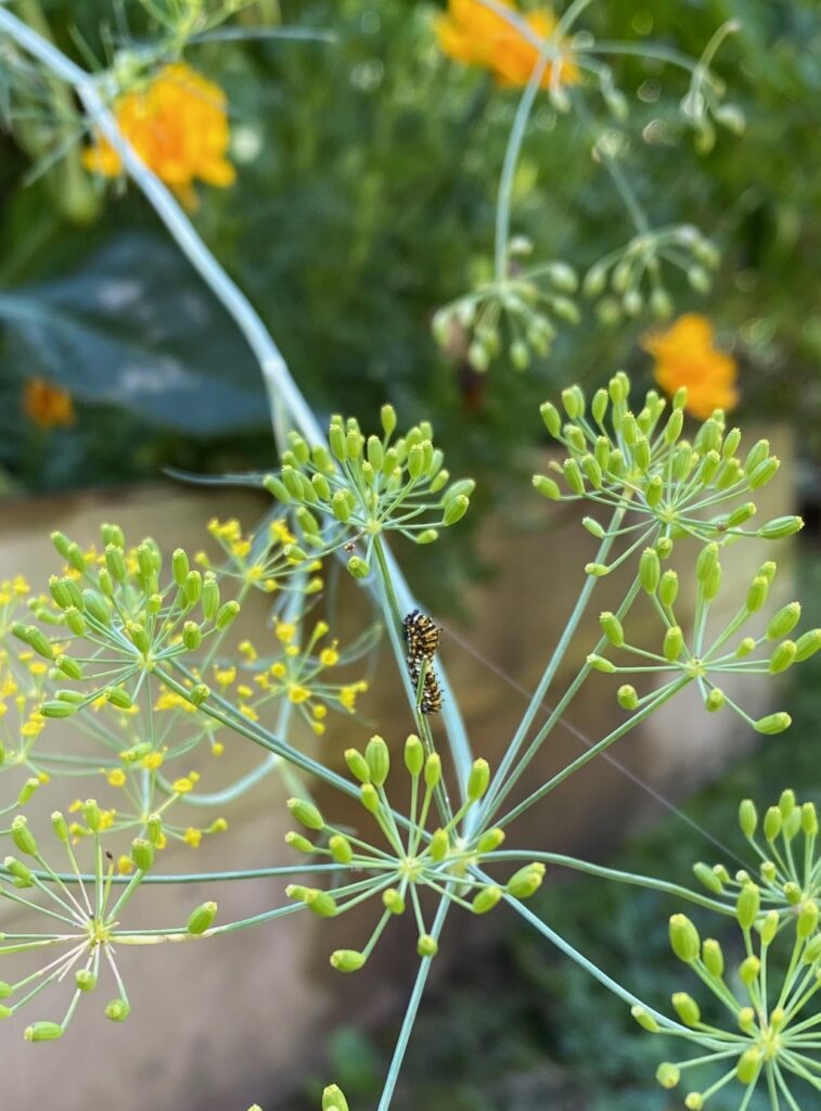 Nature Can Bring Peace - Set Your Space To Bring You Joy